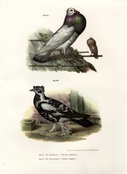Pigeon anglais, 1864
